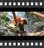 ../pictures/Akron Zoo/DSCF5042_1_small_icon.jpg